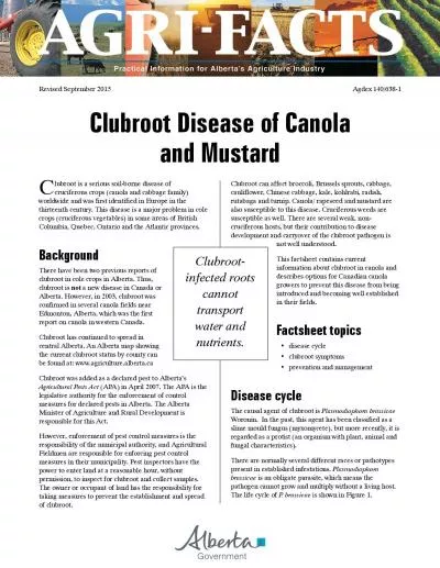 Clubrootinfected roots cannot transport water and nutrients