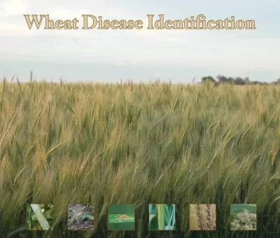 Wheat Disease Identification