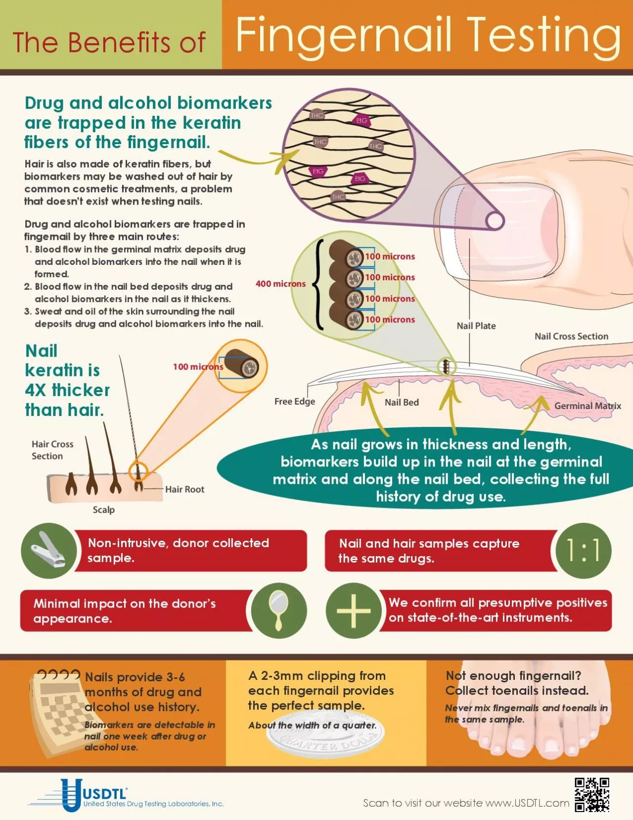 PDF-A 23mm clipping from each fingernail provides