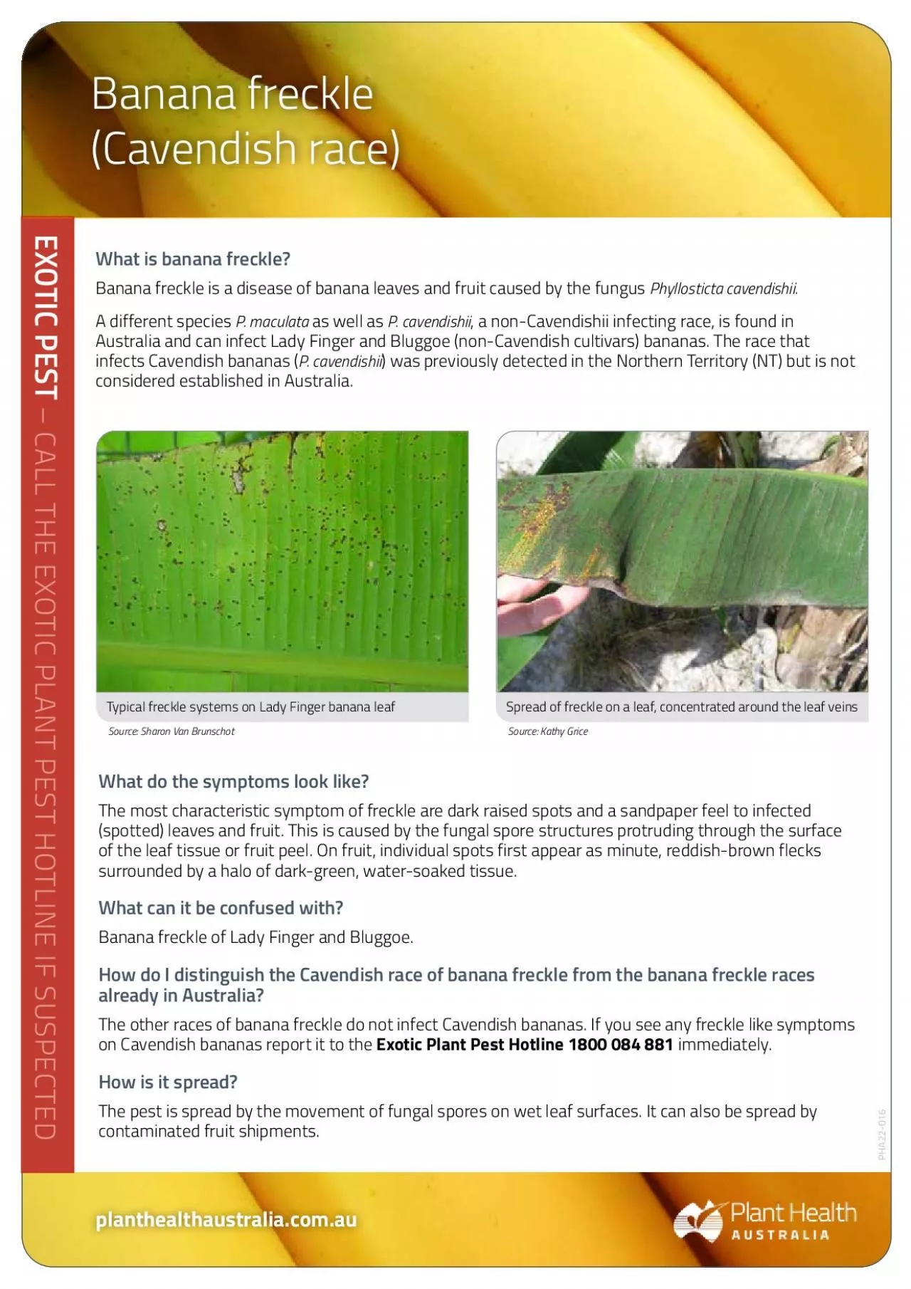 PDF-What is banana freckleBanana freckle is a disease of banana leaves an