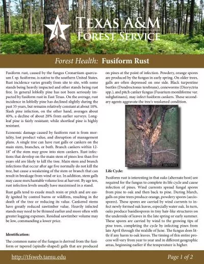 Forest Health  Fusiform Rust