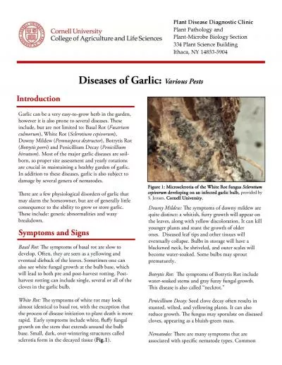 Diseases of Garlic Various PestsGarlic can be a very easytogrow her