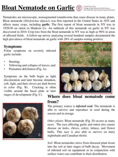 Bloat Nematode on Garlic