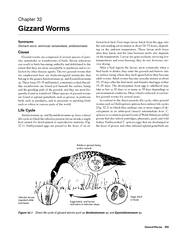 Gizzard Worms235Gizzard Worms