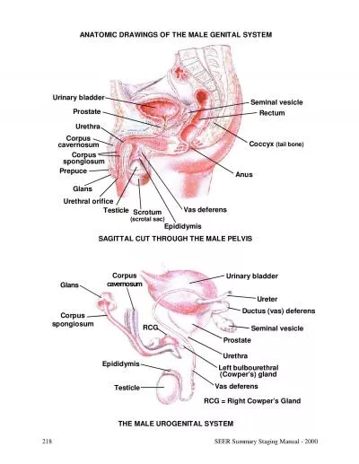 SEER Summary Staging Manual  2000218ANATOMIC DRAWINGS OF THE MALE GEN