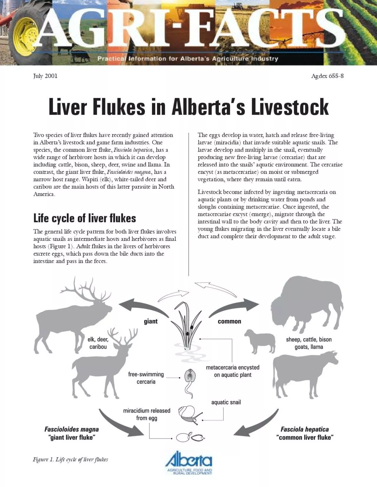 PDF-Two species of liver flukes have recently gained attentionspecies the