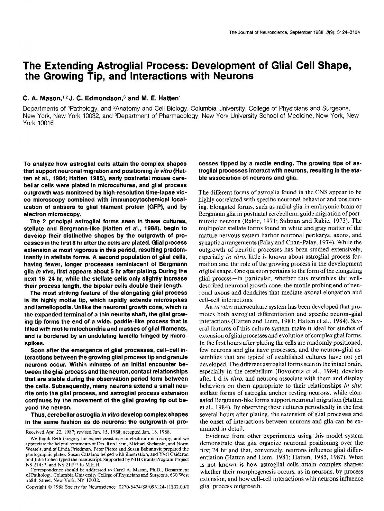 PDF-The Journal of Neuroscience September 1988 89 31243134