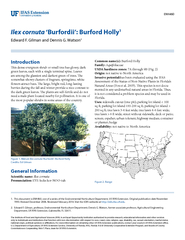 Ilex cornuta ‘Burfordii’: Burford HollyEdward F. Gilman and