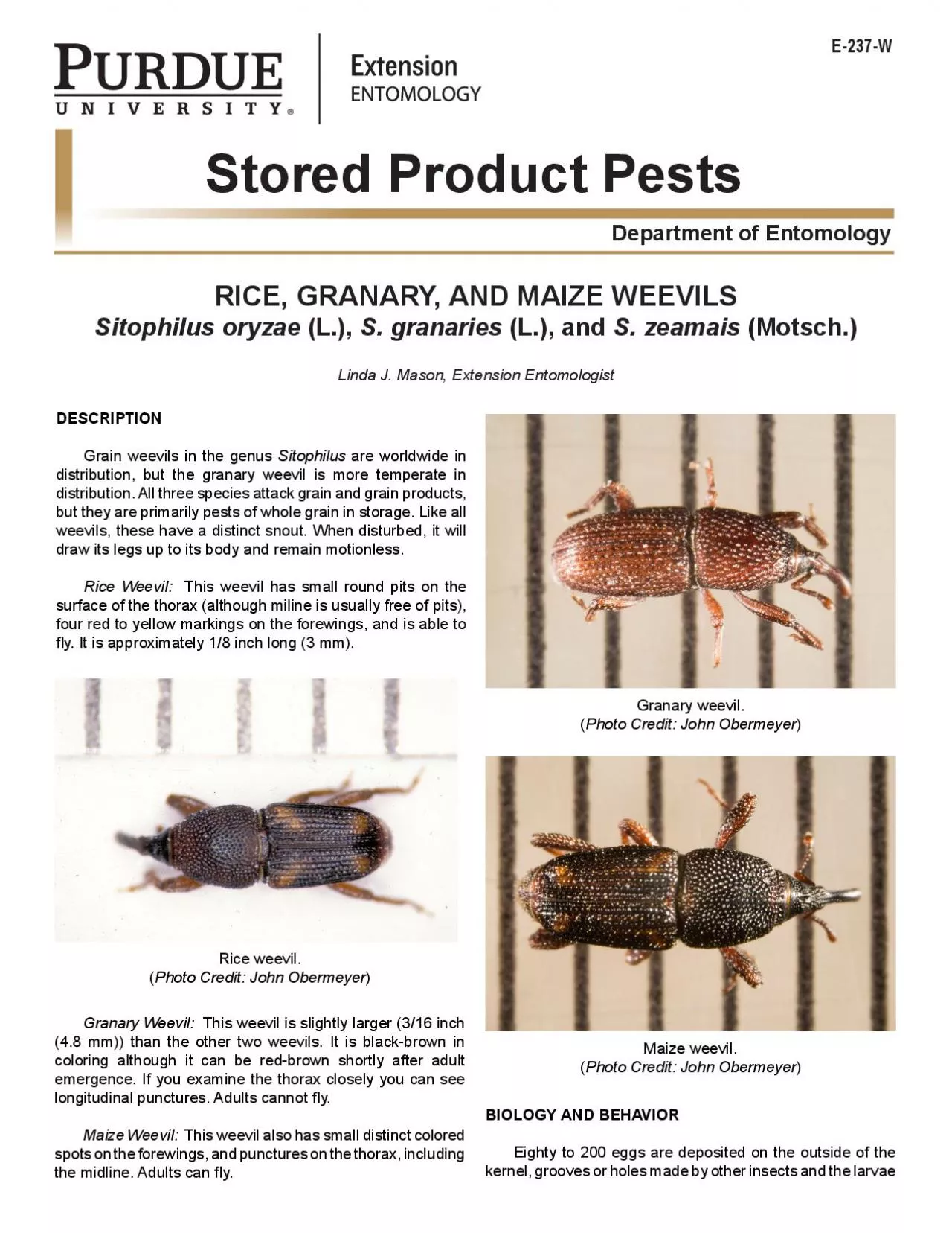 PDF-Rice weevil