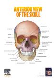 GlabellaNasal boneFrontal boneSuperciliary archSupraorbital notchfra