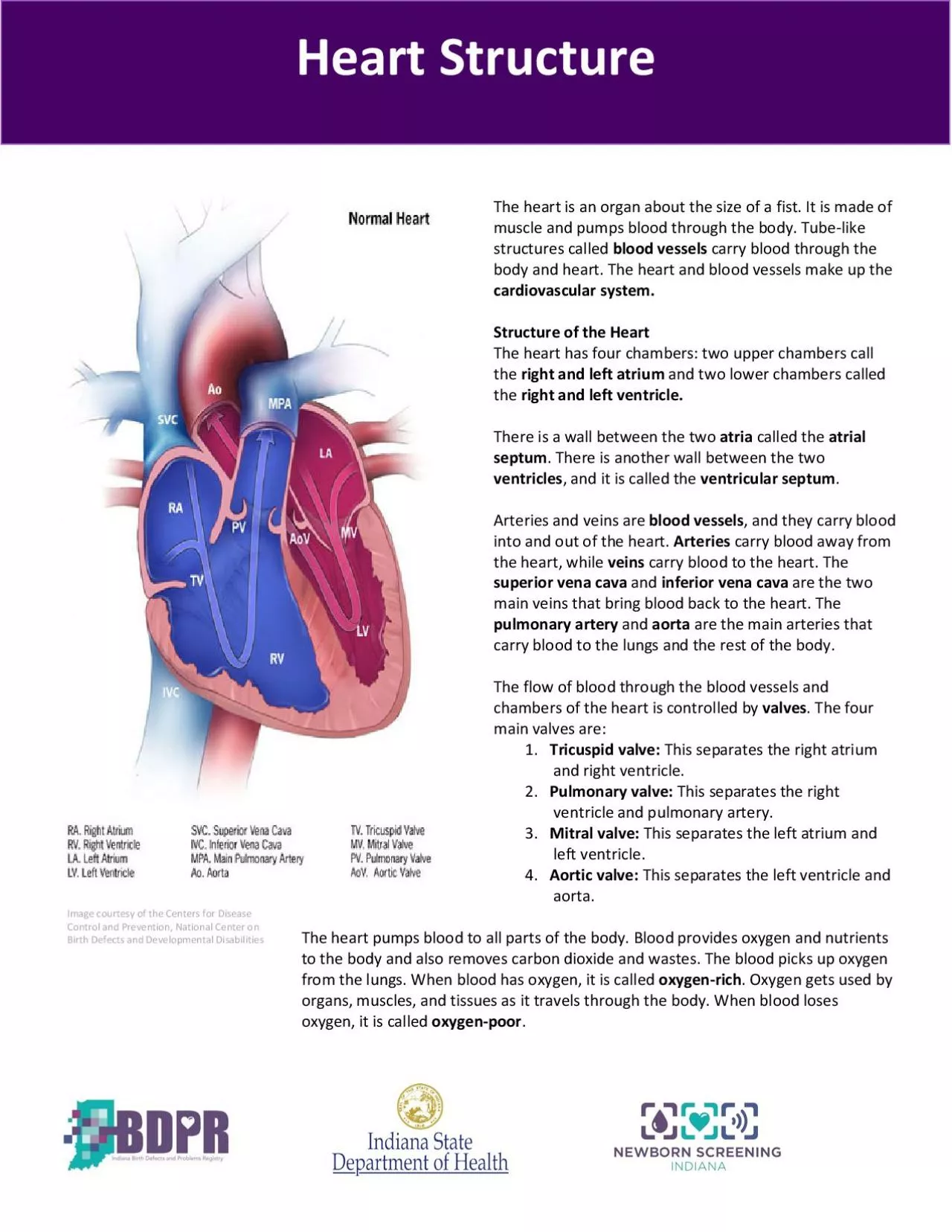 PDF-The heart is an organabout the size of a fist It is made of muscle an