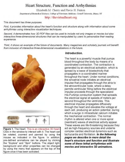 Blood flow cycle
