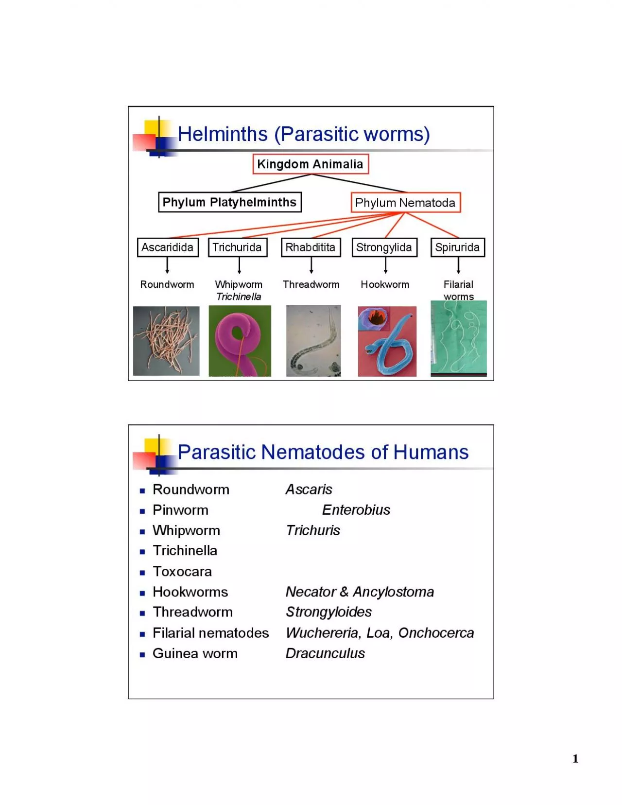 PDF-Phylum Platyhelminths Hookworm Filarial worms Roundworm Whipworm Trich