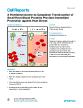 AHemidesmosometoCytoplasmTranslocationofSmallHeatShockProteinsProvid