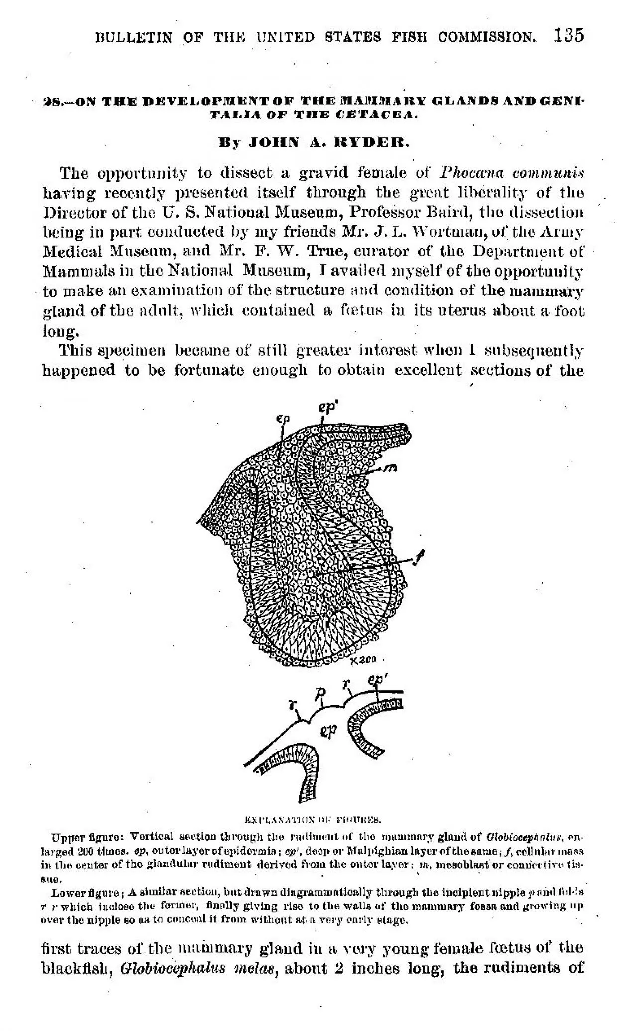 PDF-BULLETIN OF TIIN UNITED STATES FISH COMMISSION 135 08ON THE DEVELOP