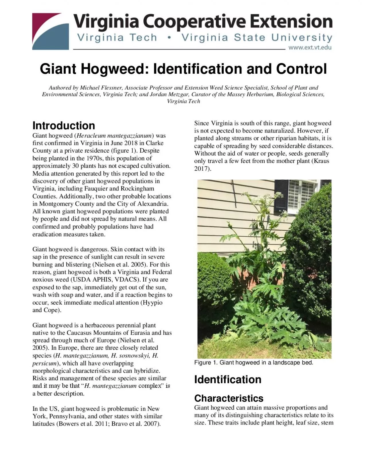 PDF-Giant Hogweed Identification and Control