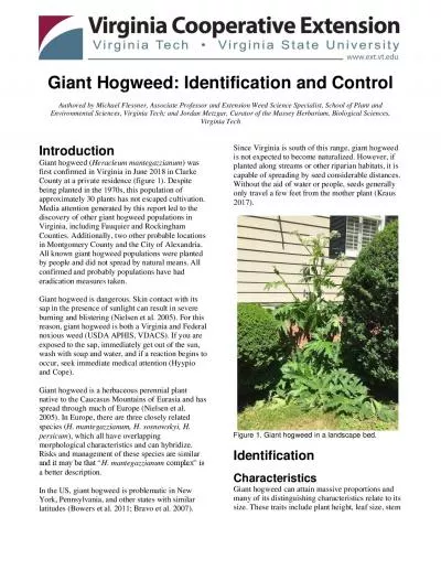 Giant Hogweed Identification and Control