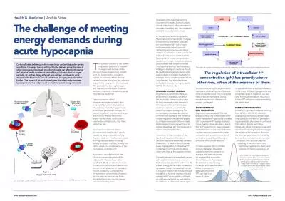 The challenge of meeting energy demands during acute hypocapnia