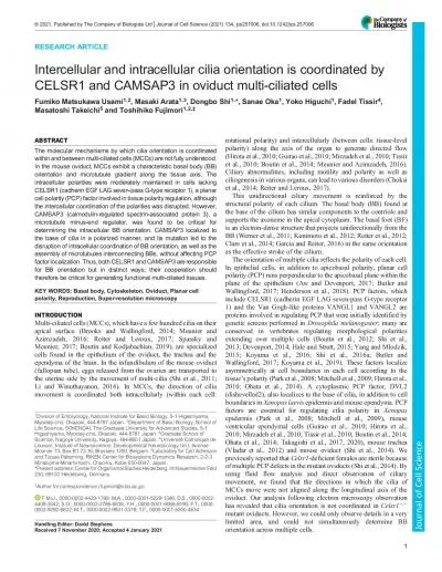 RESEARCHARTICLEIntercellularandintracellularciliaorientationiscoordina