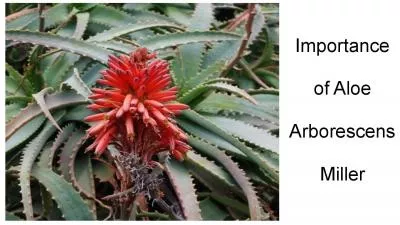 Importance of Aloe Arborescens Miller