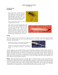 Fungus Gnat Biology and ControlJ.P. SandersonFUNGUS GNATS:Identificati