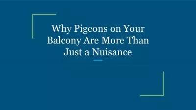 Why Pigeons on Your Balcony Are More Than Just a Nuisance