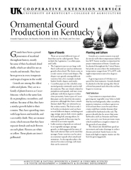 Ornamental Gourd