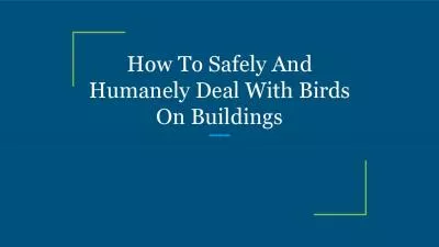 How To Safely And Humanely Deal With Birds On Buildings