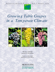 Growing Table Grapesin a  Temperate Climate