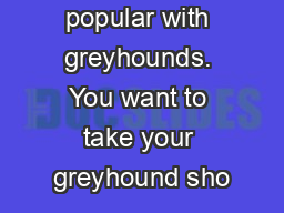 bones are popular with greyhounds. You want to take your greyhound sho