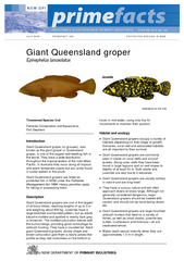 Why are giant Queensland gropers protected?