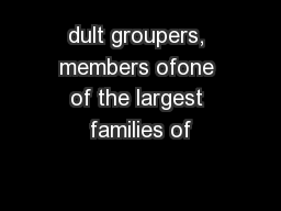 dult groupers, members ofone of the largest families of