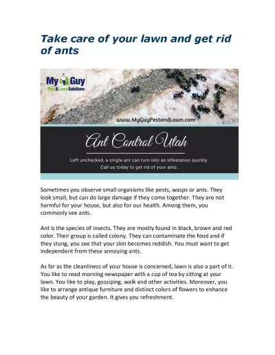 Take care of your lawn and get rid of ants
