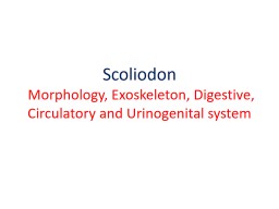 Scoliodon  Morphology, Exoskeleton, Digestive, Circulatory and Urinogenital system
