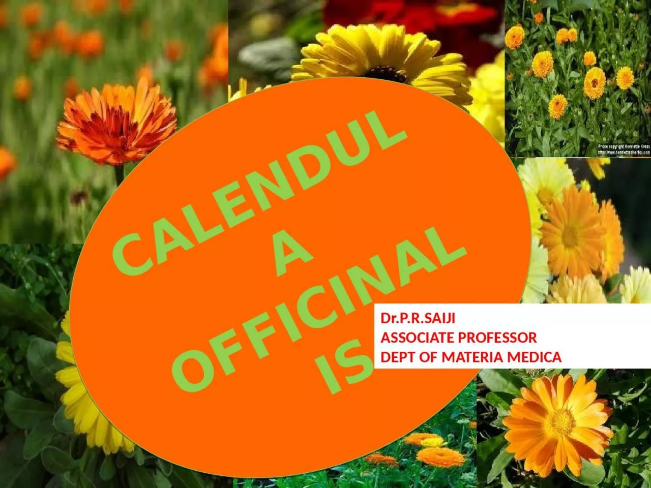 PPT-CALENDULA OFFICINALIS Dr.P.R.SAIJI