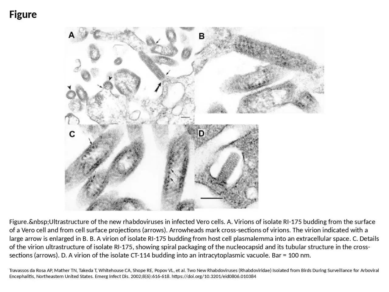 PPT-Figure Figure.&nbsp;Ultrastructure of the new rhabdoviruses in infected Vero cells.