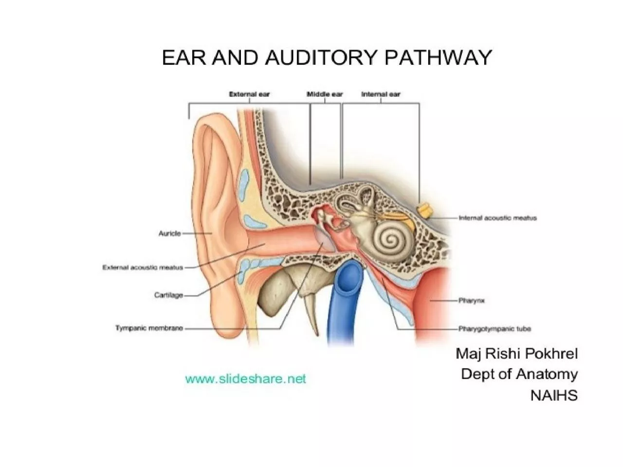 PPT-THE EAR The Auricle: helix,