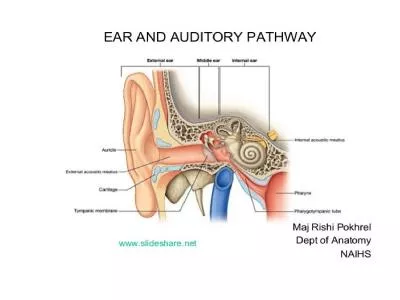 THE EAR  The Auricle: helix,