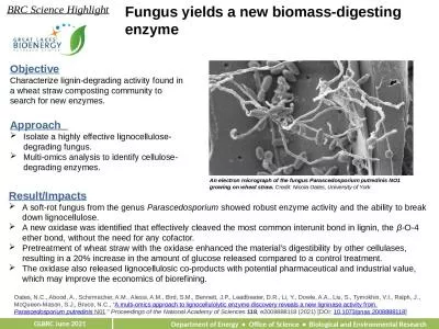Fungus yields a new biomass-digesting enzyme