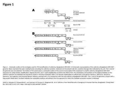 Figure 1 Figure 1. . Schematic outline of the strategies used for PCR amplification of calicivirus