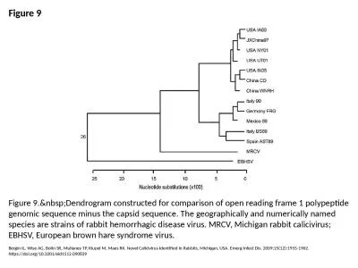 Figure 9 Figure 9.&nbsp;Dendrogram constructed for comparison of open reading frame 1 polypepti