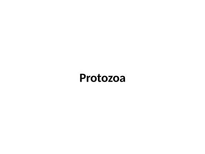 Protozoa Animal Like-Protista