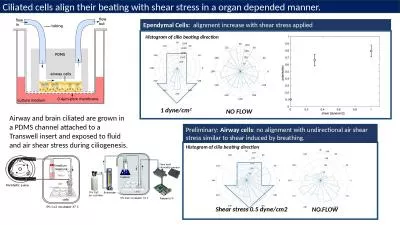 Airway and brain ciliated are grown in