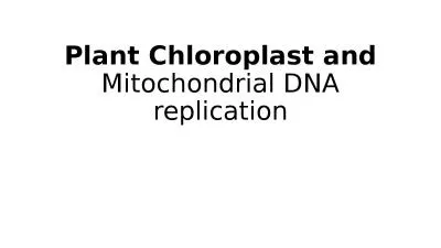 Plant Chloroplast and  Mitochondrial DNA replication