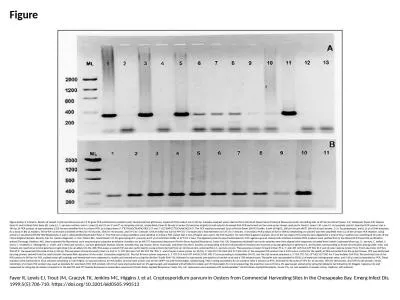 Figure Figure.&nbsp;1,2 Panel A. Results of nested Cryptosporidium parvum CP 11 gene PCR perfor