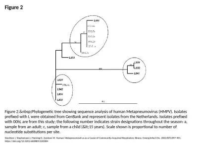 Figure 2 Figure 2.&nbsp;Phylogenetic tree showing sequence analysis of human Metapneumovirus (H