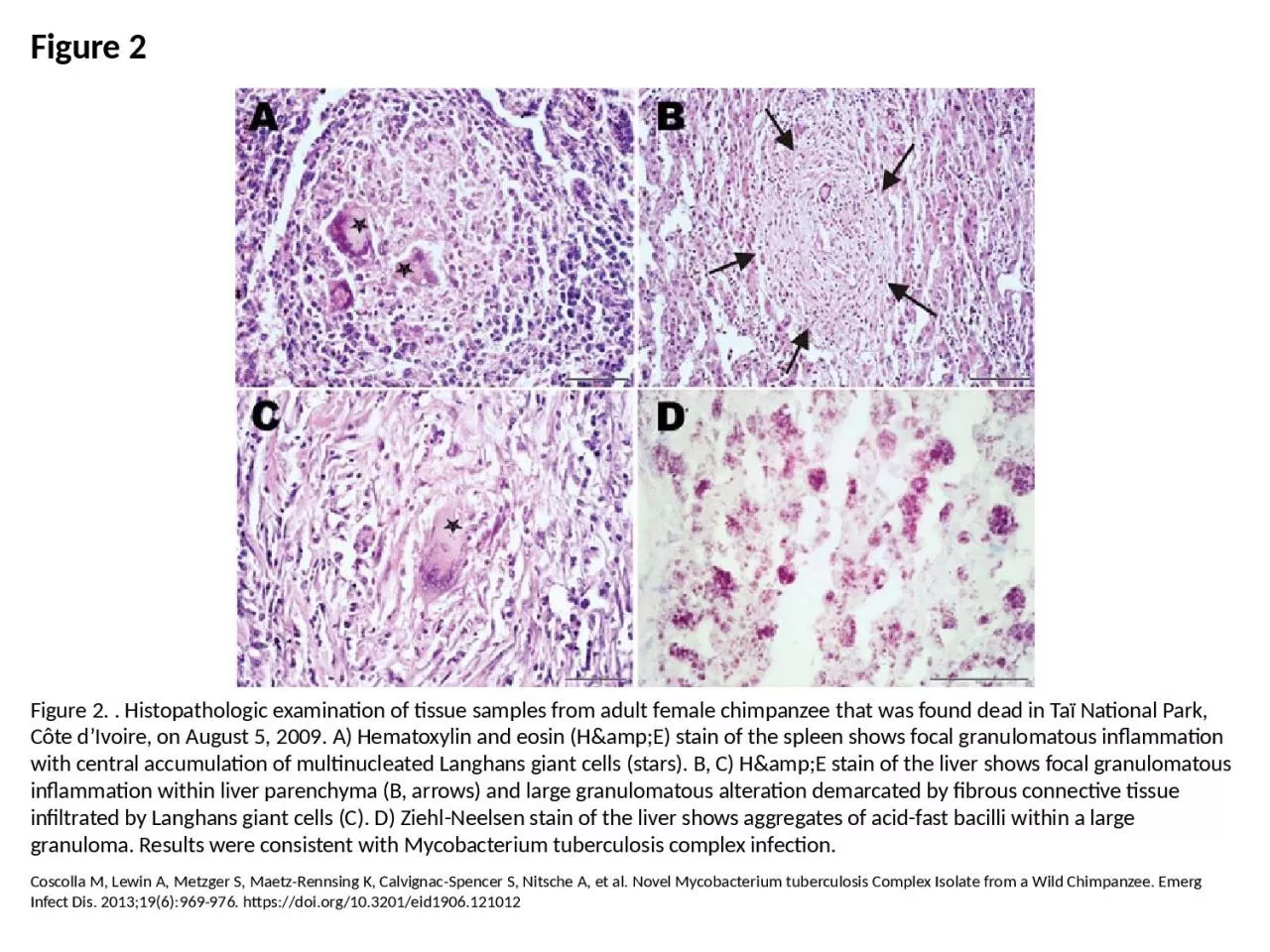 PPT-Figure 2 Figure 2. . Histopathologic examination of tissue samples from adult female chimpanzee