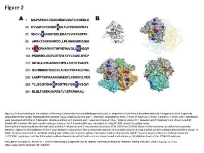 Figure 2 Figure 2.&nbsp;Modeling of the analysis of Plasmodium knowlesi lactate dehydrogenase