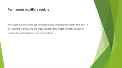 Permanent maxillary molars