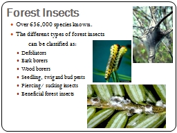 Forest Insects Over 636,000 species known